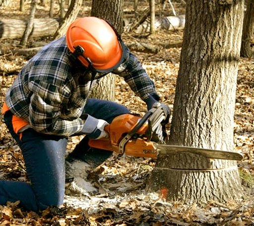 Tree Removal in Dalbo, MN